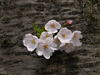 飛鳥川の桜並木200902－西部強三会員